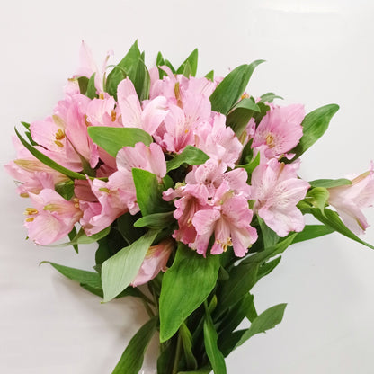 Alstroemeria - Pink