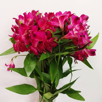 Alstroemeria - Bright Pink