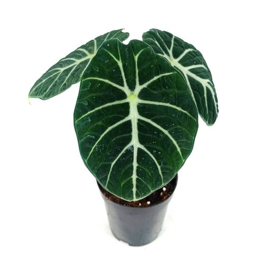 Pot Alocasia Ninja - Green