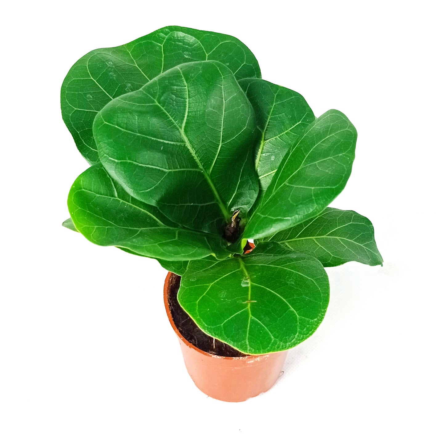 Pot Ficus Lyrata P90  - Green