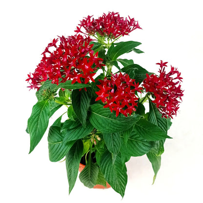 Pot Pentas P150 Mix