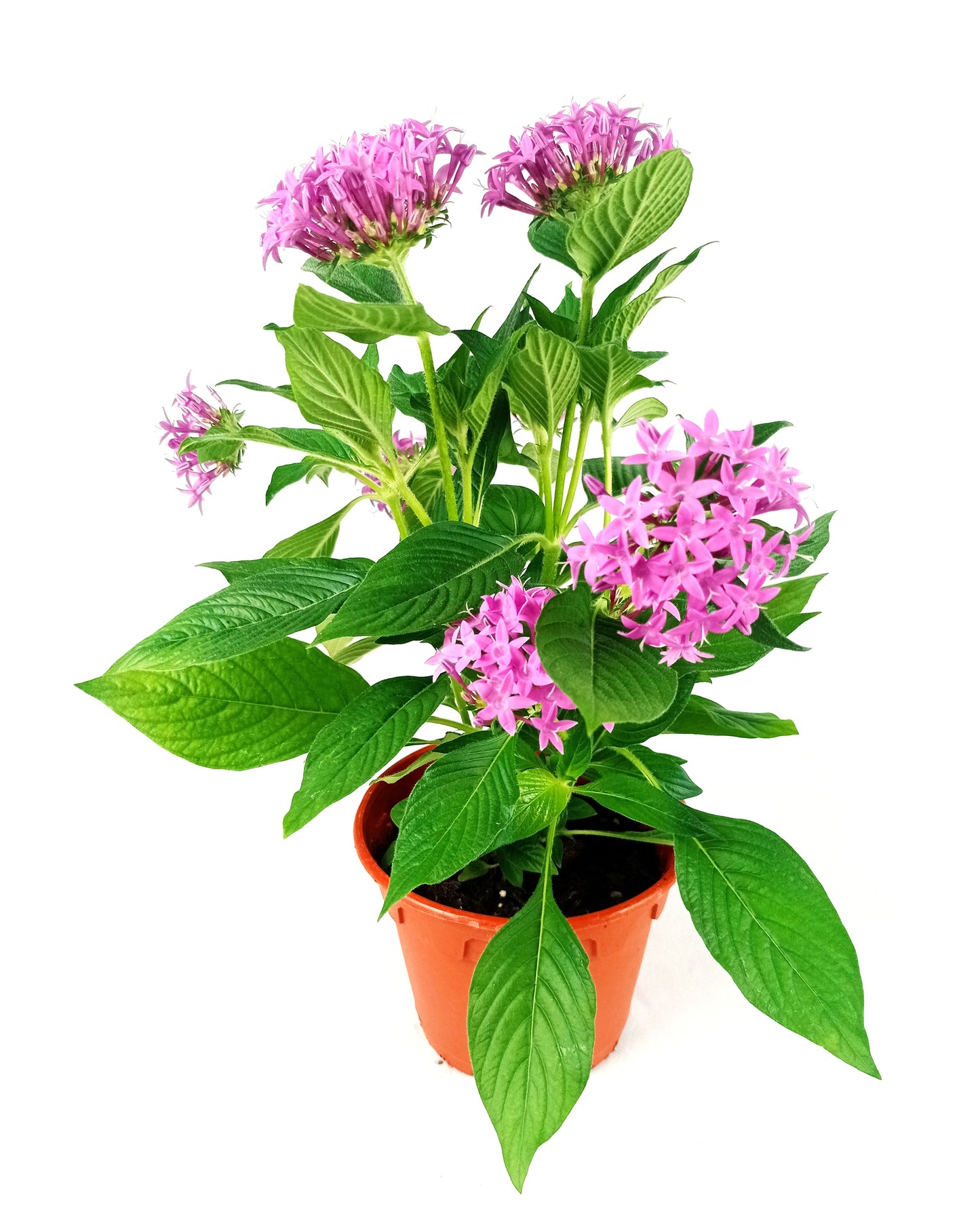 Pot Pentas P150 Mix