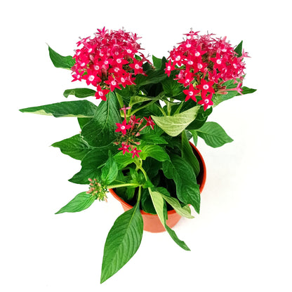 Pot Pentas P150 Mix