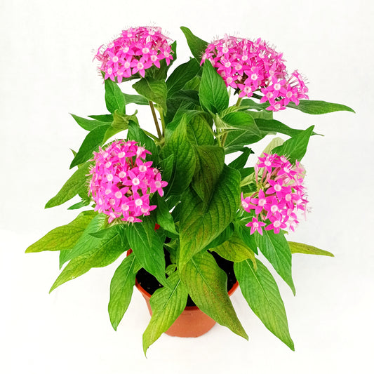 Pot Pentas P150 Mix