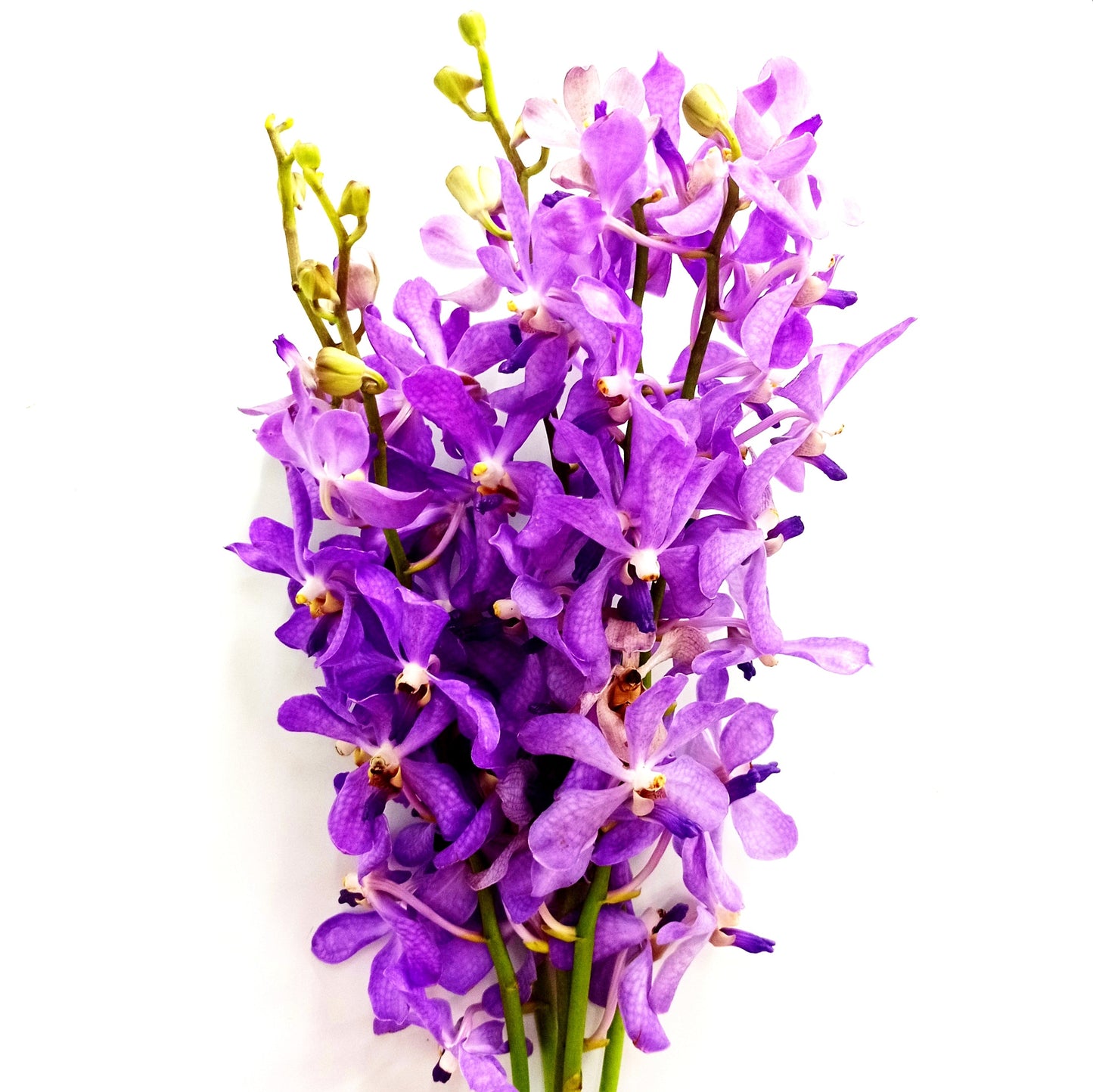 Orchid - Dark Lilac