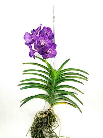 Vanda Orchid