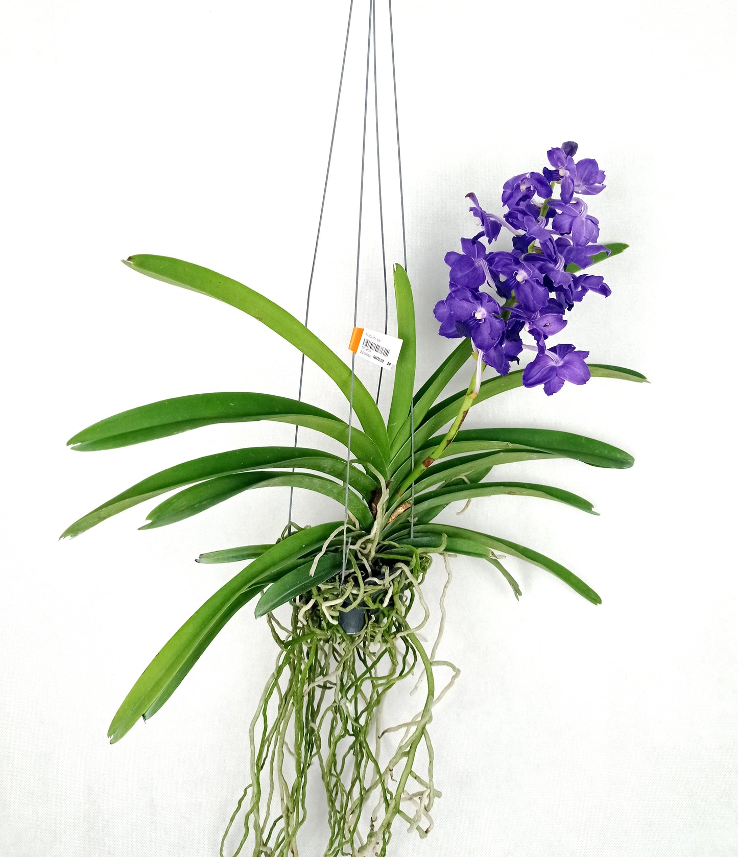 Vanda Orchid