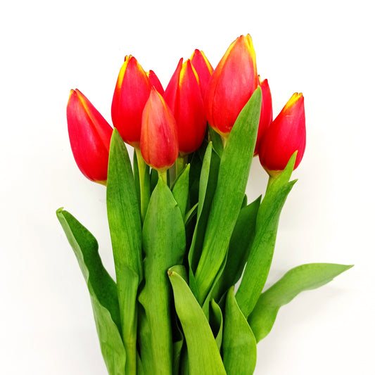 Tulip - Red/ Yellow