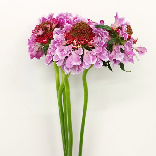 Scabiosa Bicolor Pk   - Pink/ White