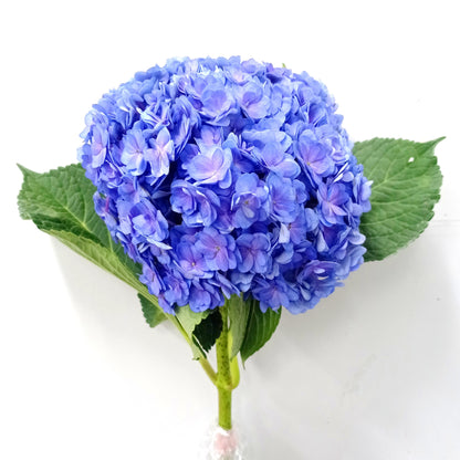 Hydrangea Double  - Mix