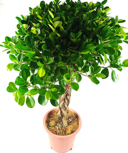 Pot Ficus Lolipop 4-5Ft - Green