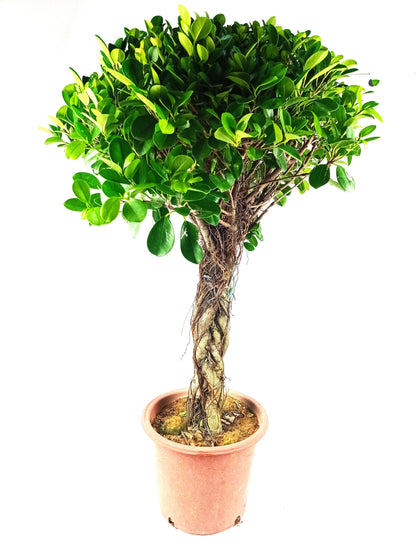 Pot Ficus Lolipop 4-5Ft - Green