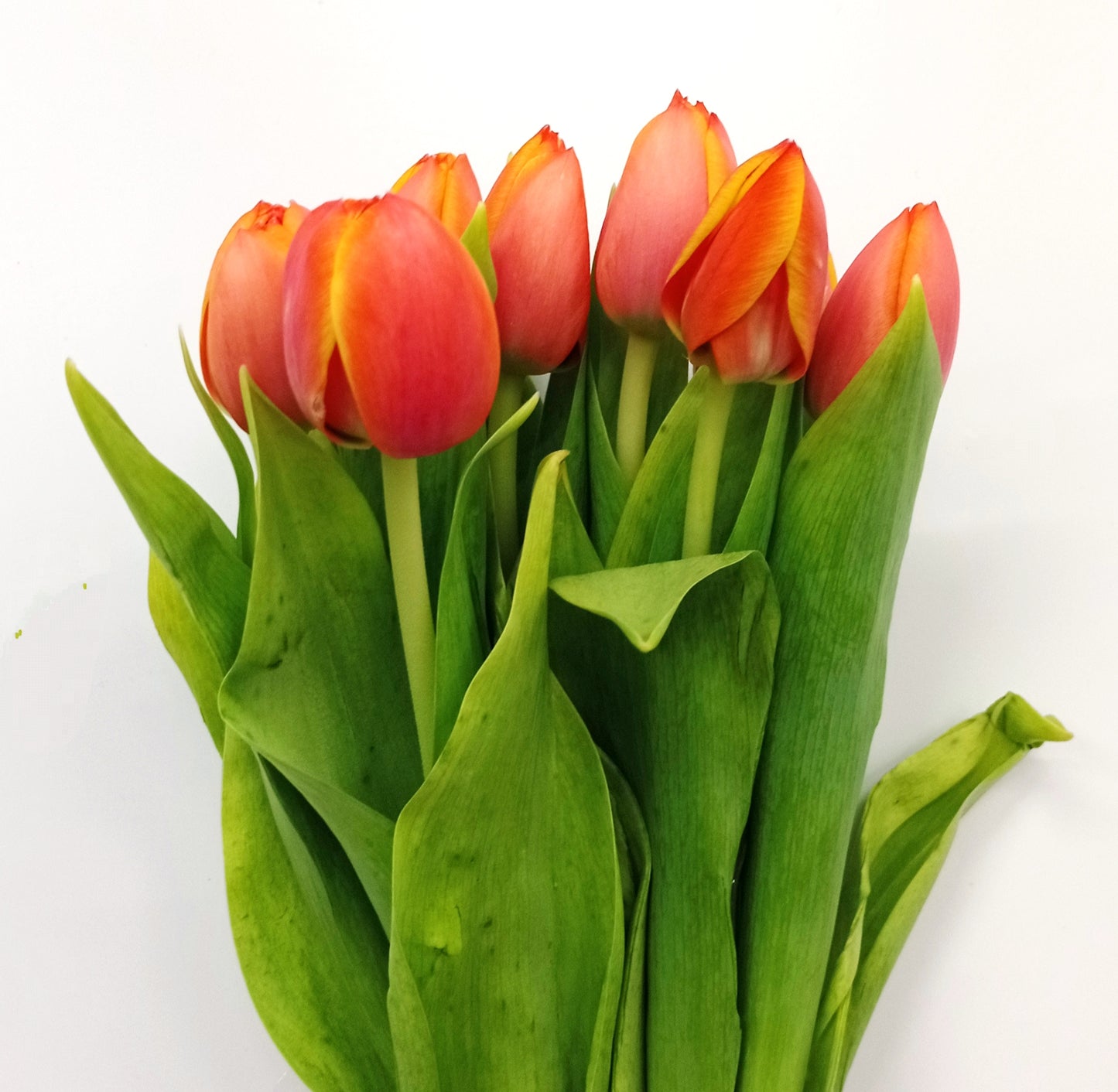 Tulip - 2 Tone Orange