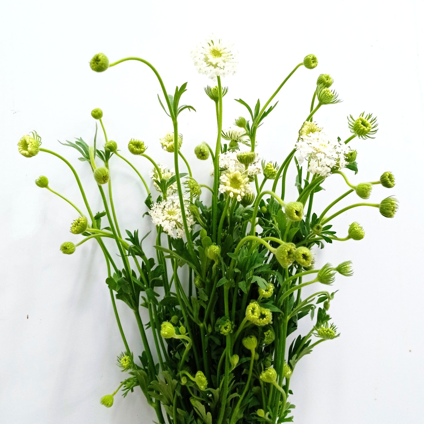 Trachymene Coerulea (Imported) - White