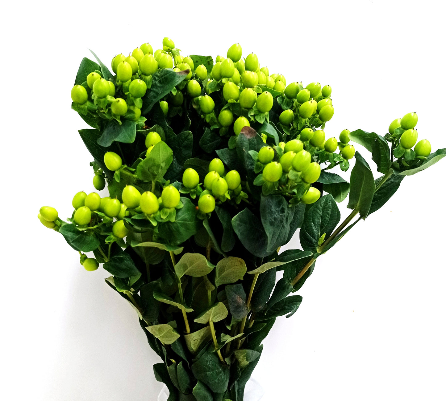 Hypericum - Green