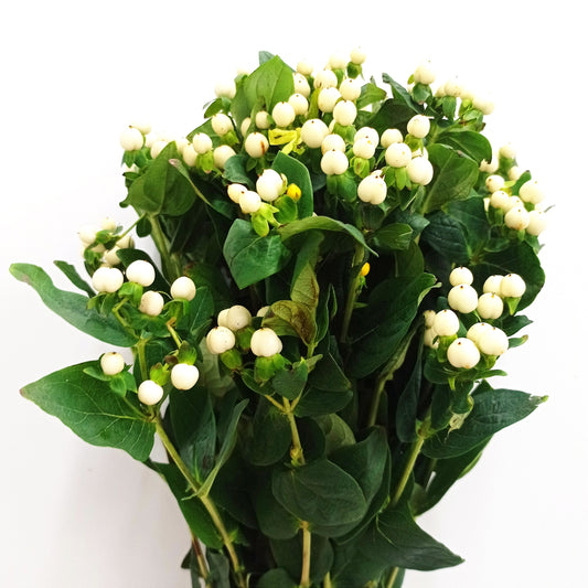 Hypericum - White