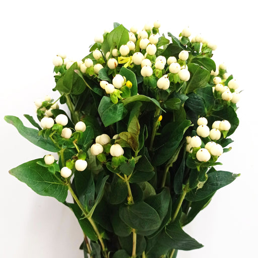 Hypericum (Imported) - White