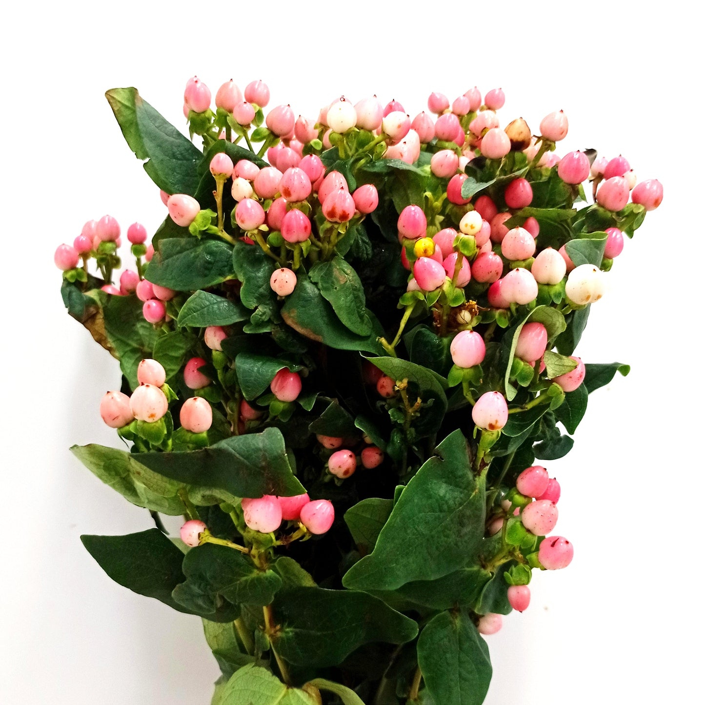 Hypericum - Pink