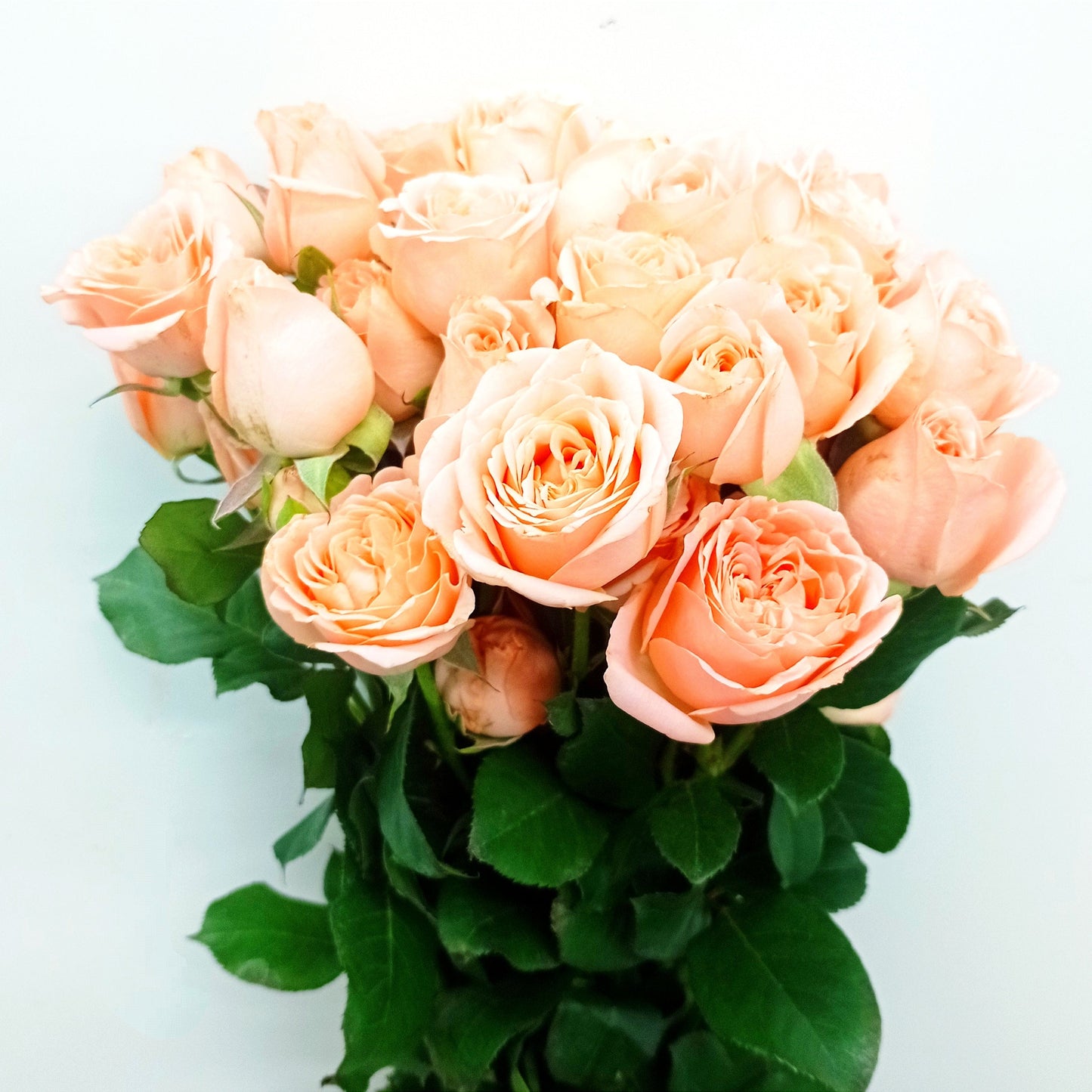 Spray Rose - Light Peach