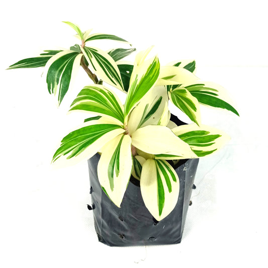 Pot Coctus Arabicus Var -  2 Tone Green