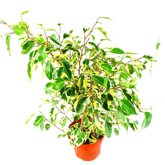 Pot Weeping Fig P150 - 2 Tone Green Yellow