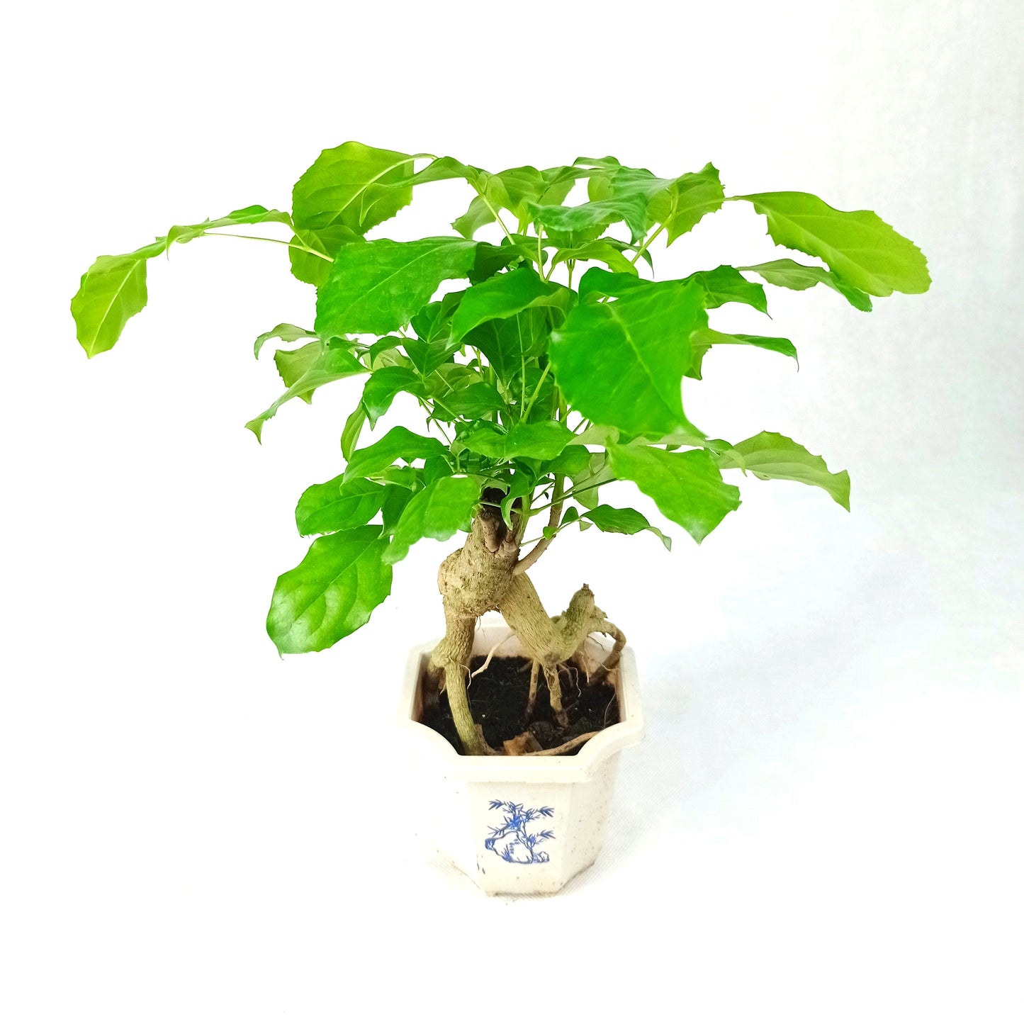 Pot Radermachera Ginseng  - Green