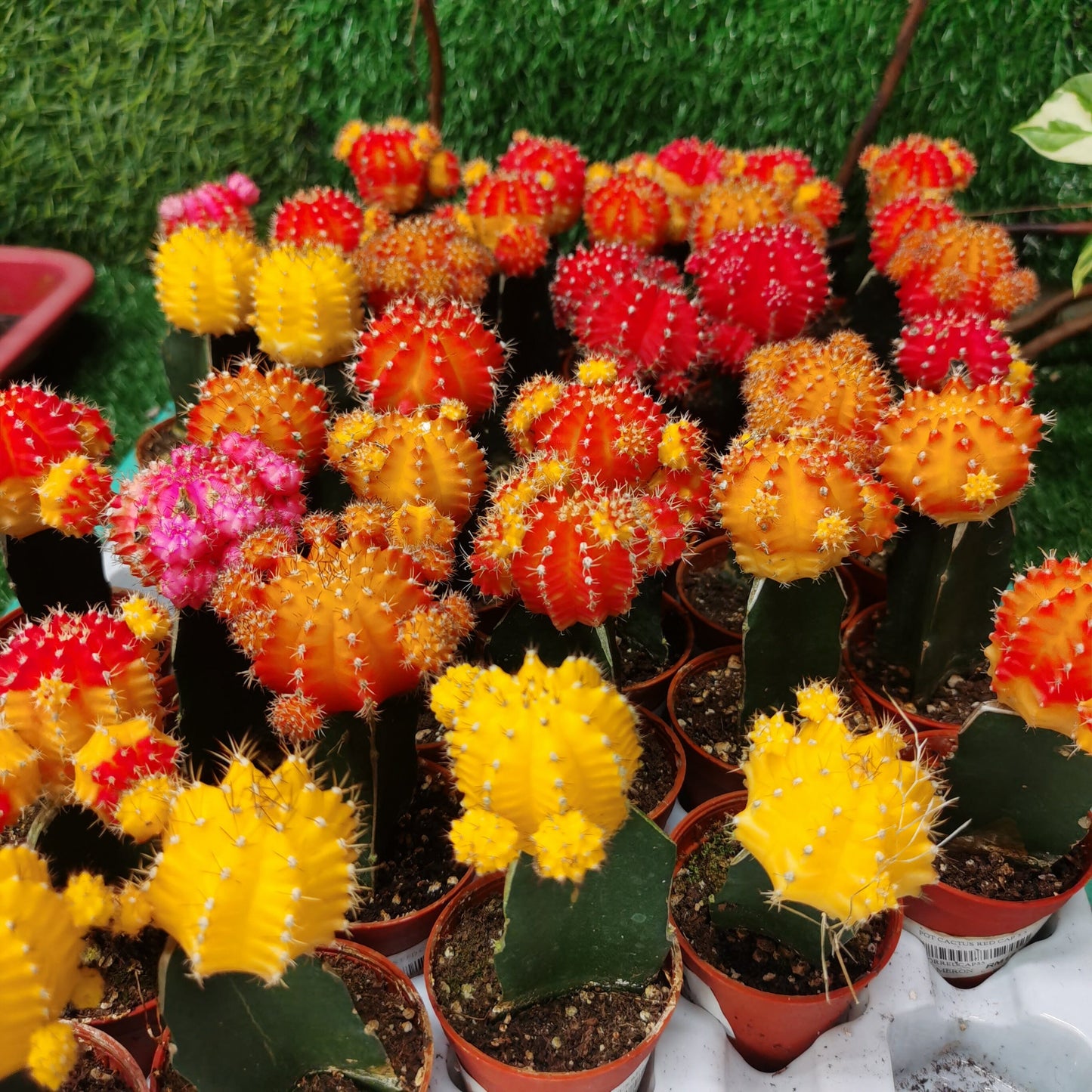 Moon Cactus | Floristika Bangsar