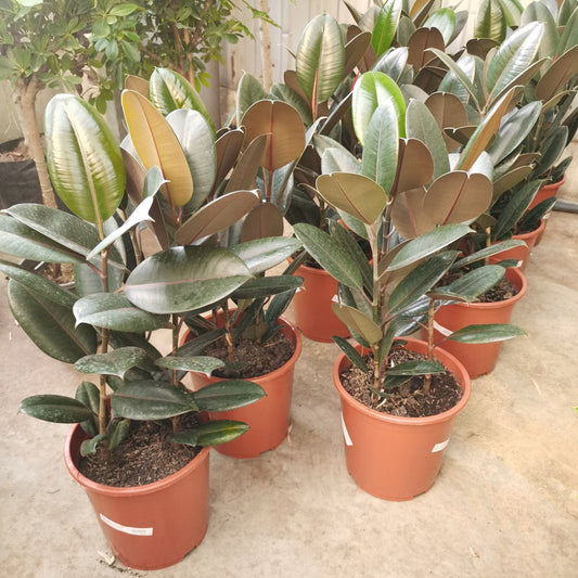 Ficus Elastika | Floristika Malaysia