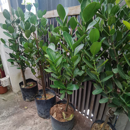 Garcinia Subel 3Ft