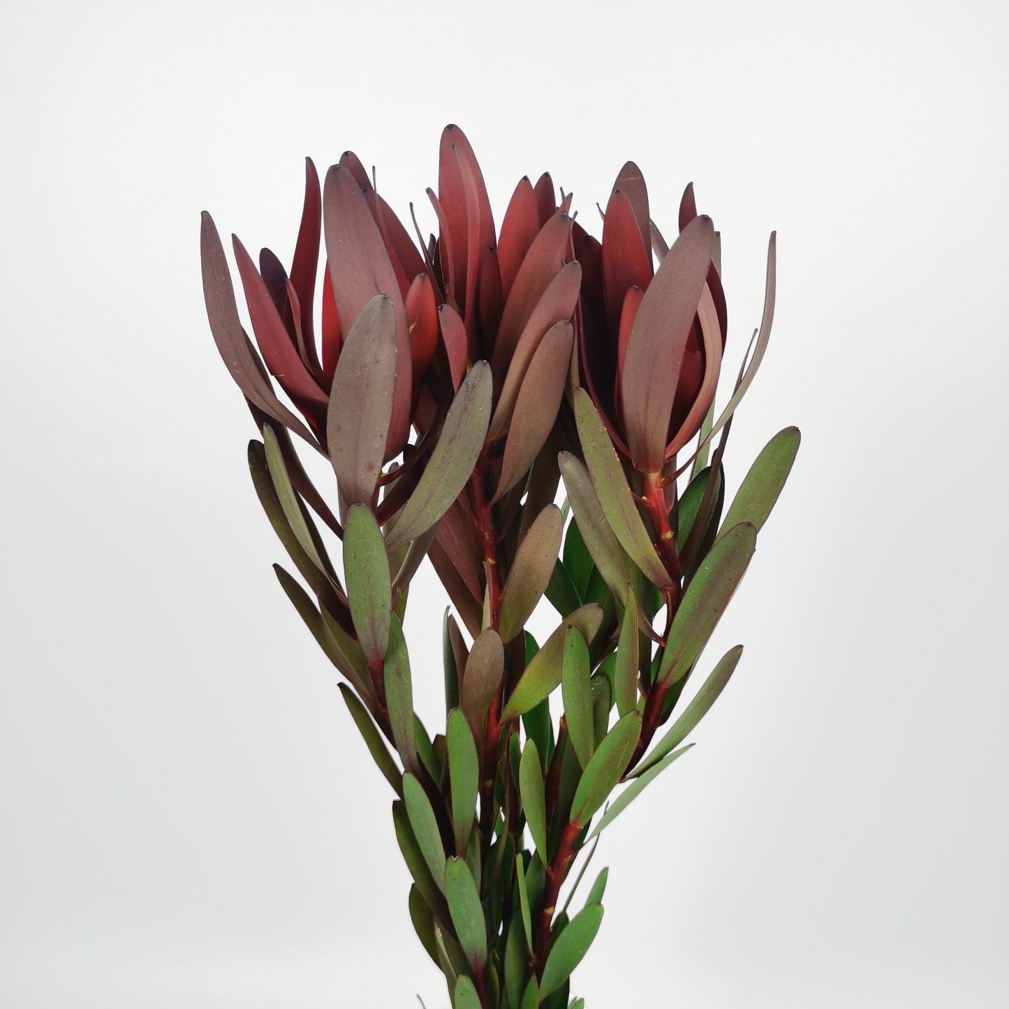 Leucadendron Safari Sunset - Red