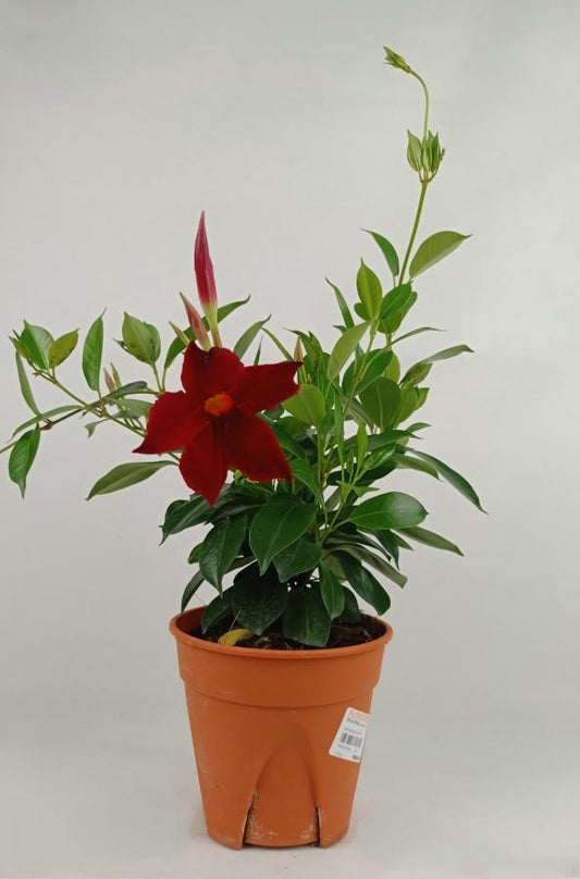 Pot Dipladenia P120  - Red