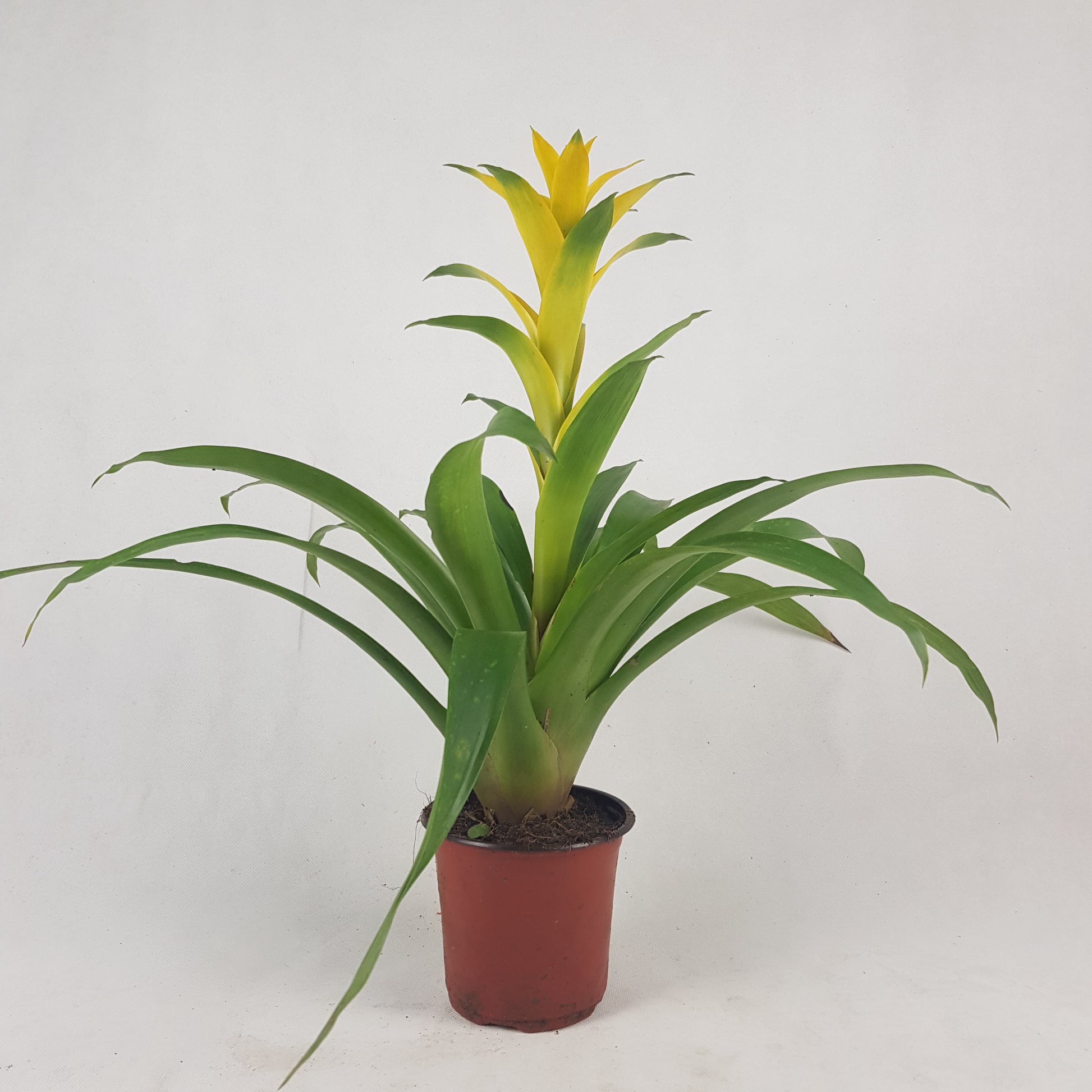 Guzmania Yellow | Floristika Bangsar