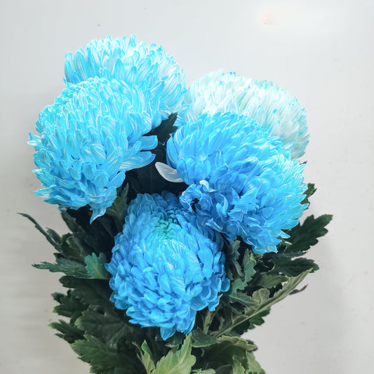 Mum Taiwan Dye Colour - Blue