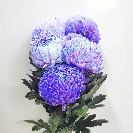 Mum Taiwan Dye Colour - Purple