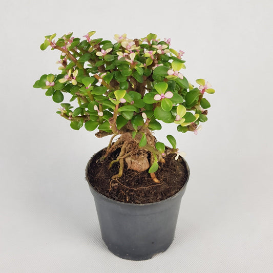 Pot Pai Ginseng Bonsai - Pink