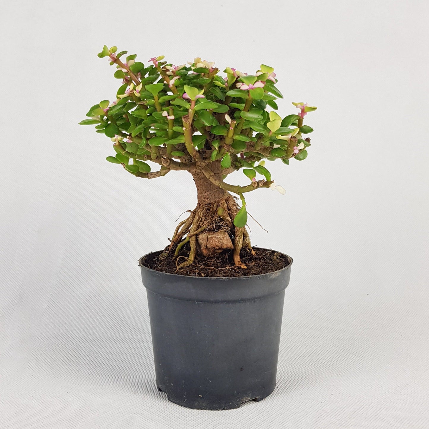 Pot Pai Ginseng Bonsai - Pink