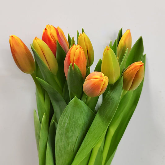 Tulip - 2 Tone Orange