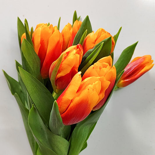 Tulip - 2 Tone Orange Yellow