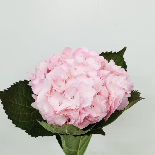 Hydrangea - Light Pink