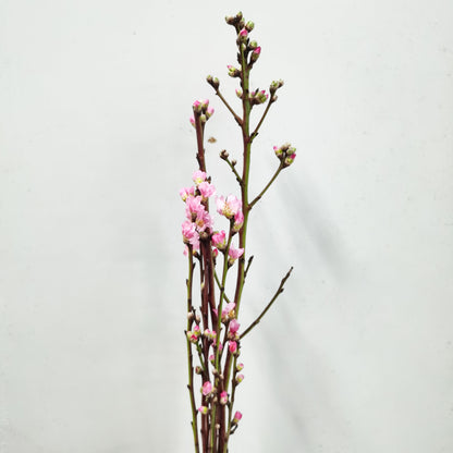 Prunus Peach Blossom - Pink