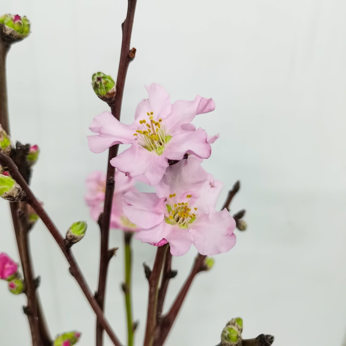 Prunus Peach Blossom - Pink