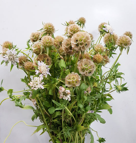 Scabiosa - Light Brown