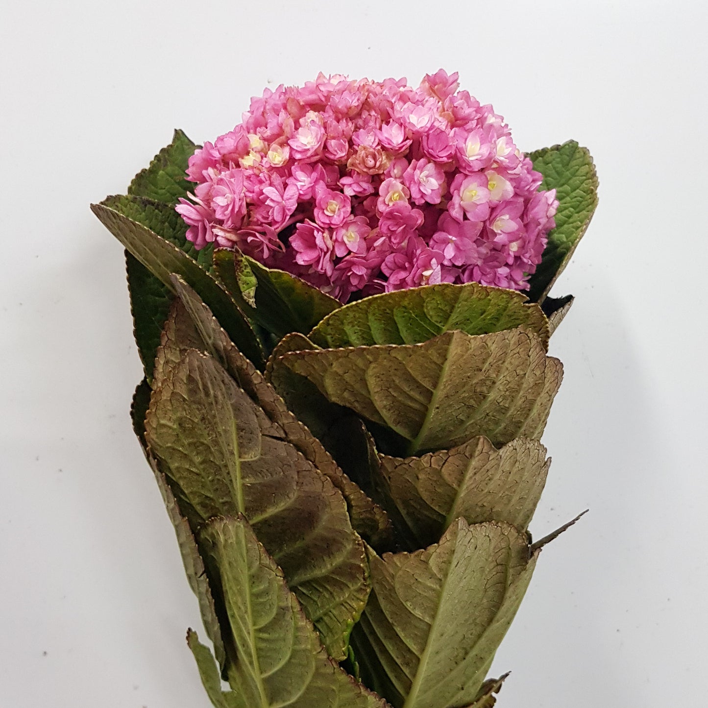 Hydrangea Double  - Mix