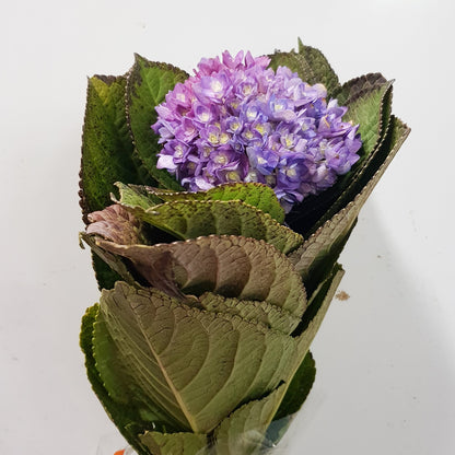 Hydrangea Double  - Mix