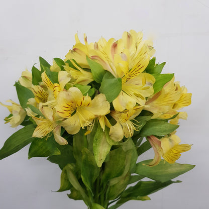 Alstroemeria - Yellow