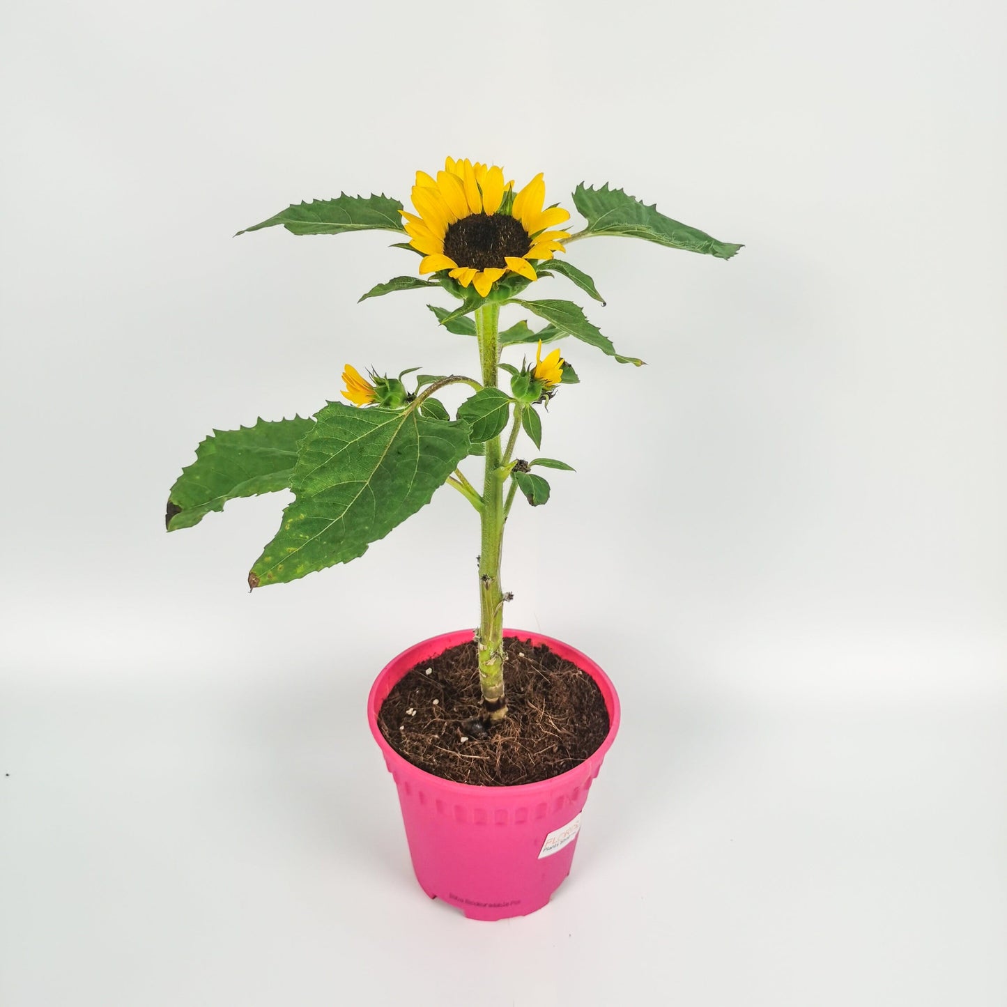 Pot Sunflower P150