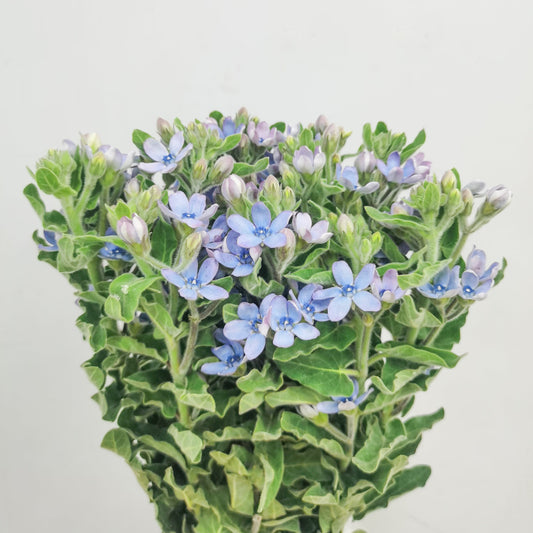 Oxypetalum (Imported) - Blue