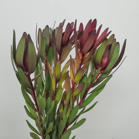 Leucadendron Safari Sunset - Green