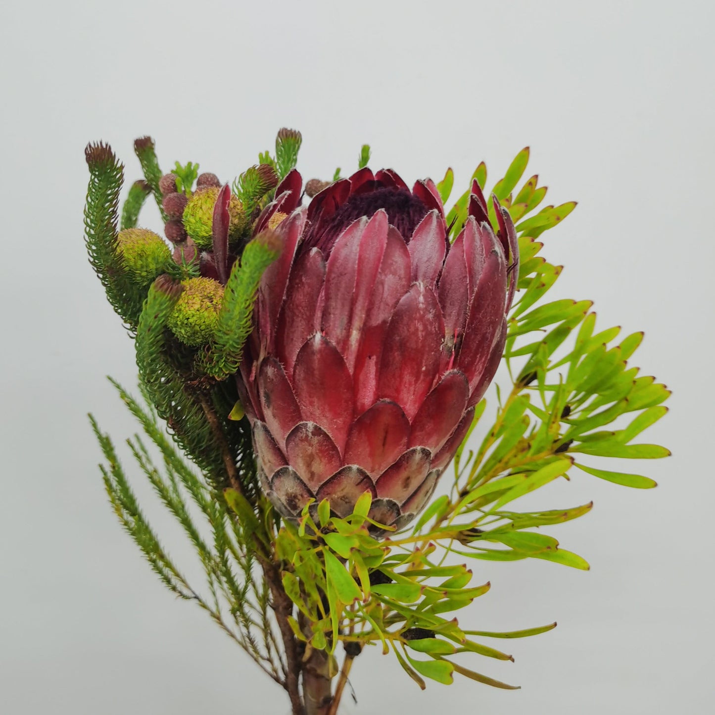 Protea Bouquet