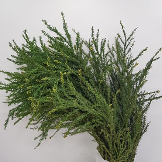 Cryptomeria Flower